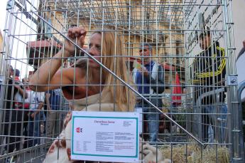 Species artist 2, Performance, artist cage, Marseille, resistance